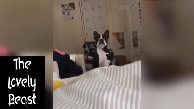 Dog Reacts to Human Coughing 😂🤣