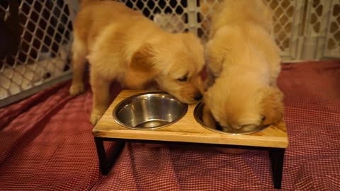 Max and Ginger Looking for Dinner