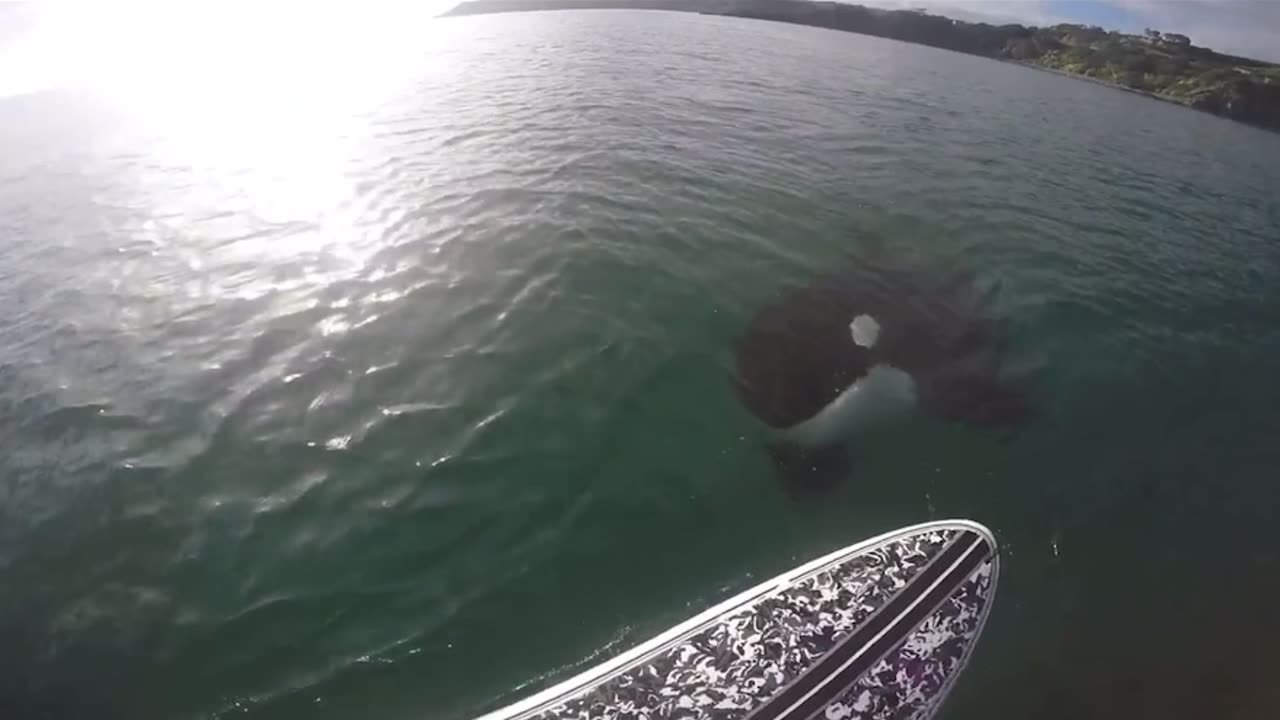 Killer whale swims under paddleboarder