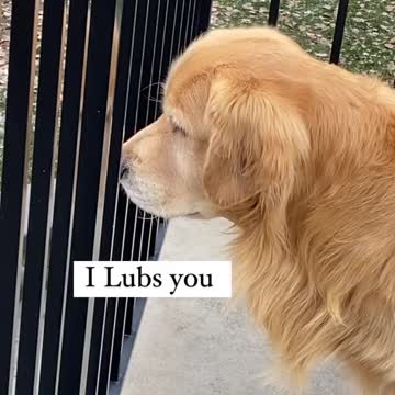 The dog and his friend the deer. They meet in the house balcony.