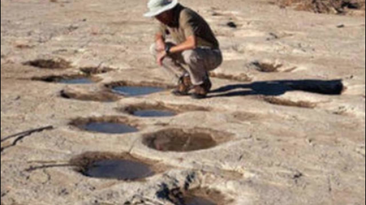 Sauropod Fossilized Footprints #dinosaur #jurassicworld #jurassicpark