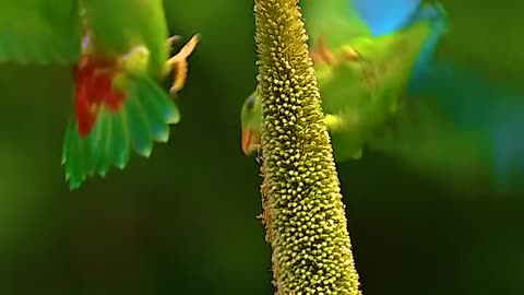 Wildlife and Funs