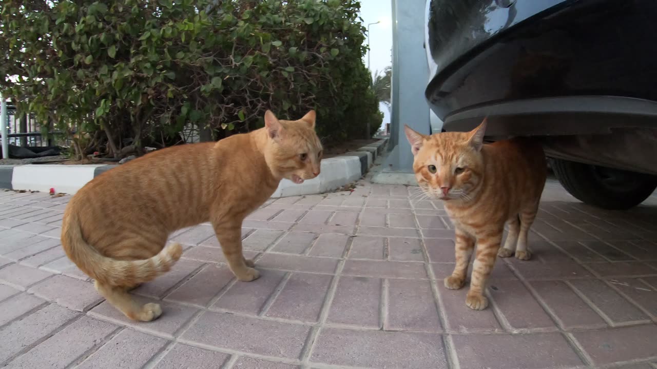 ED SHEERAN & CHRIS MARTIN - Homeless cats in Ras Al Khaimah, UAE #cat #cats #EdSheeran #ChrisMartin