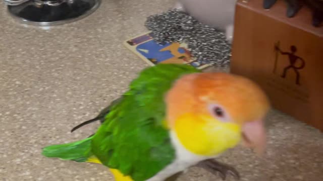 Angry stompy birb