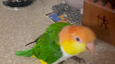 Angry stompy birb