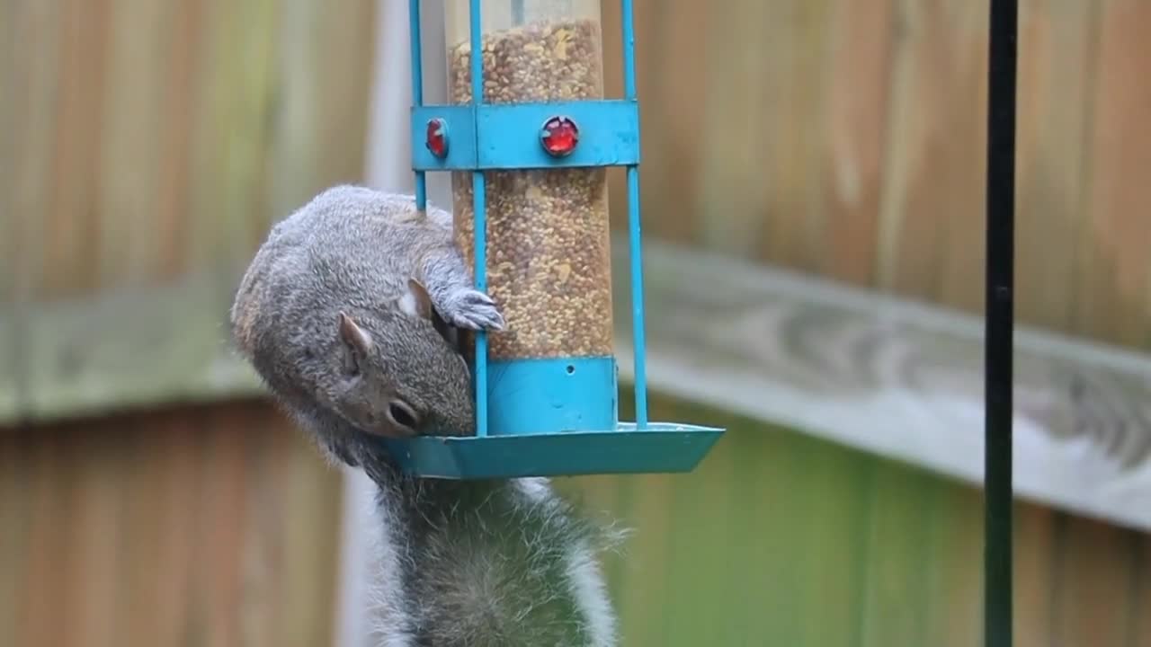 Baby Squirrel Funny