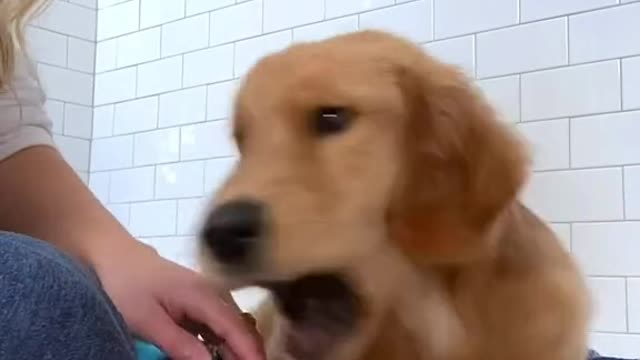 i think my dog is broken