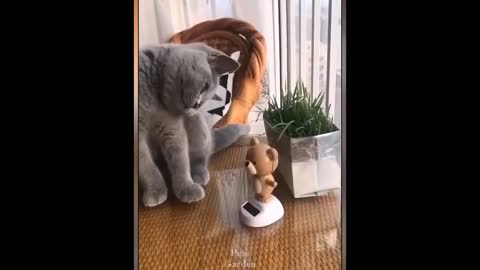 The best and amazing 2021 cat videos