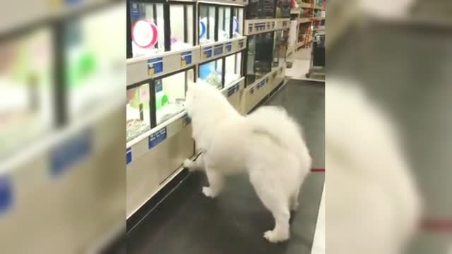 Samoyed to the pet shop to meet new friends, has been wagging his tail excitedly