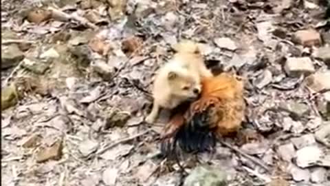 Chicken shows dog who's the boss