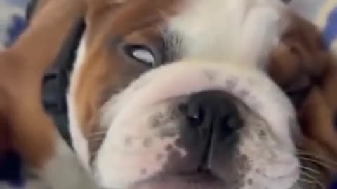 Dog 🐕 pretends to be sick!