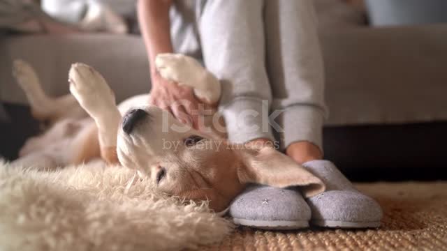 See the happiness of🌷🌷 this dog in its entirety