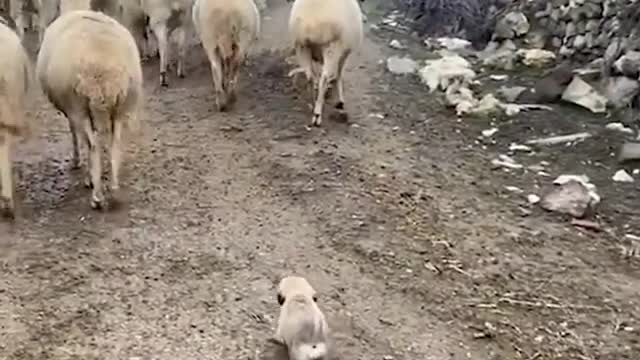 Puppy Follows Herd of Sheep on Dirt Road