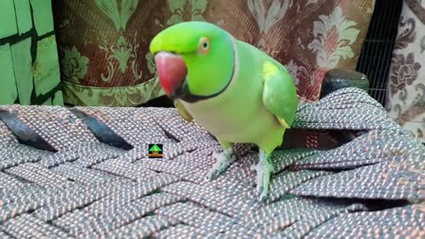 Awesome Talking Parrotp4