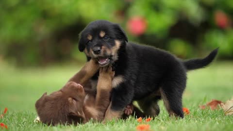 Dog VS cat Friendship