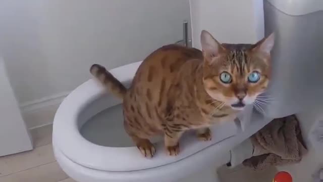 Funny cat using humans toilet