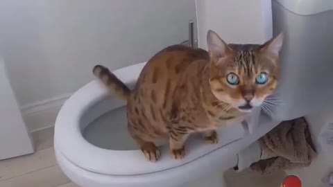 Funny cat using humans toilet