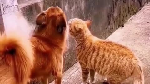 Cats being cats for THREE minutes straight!😹😹😹and some other hilarious animals
