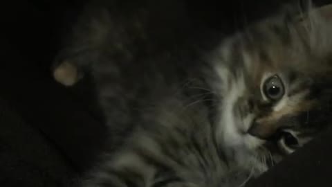 Cat playing in the Dark