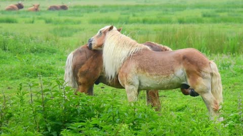 Two beautiful hors try loves,