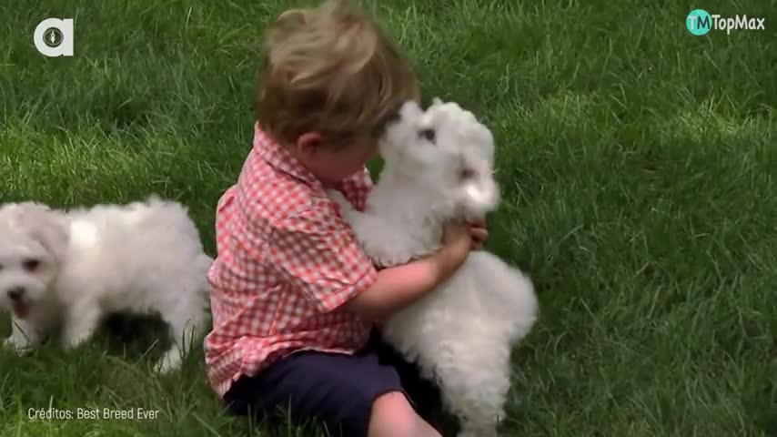 razas de perros mas tiernas