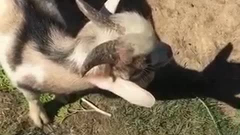 Goat Makes Funny Sounds