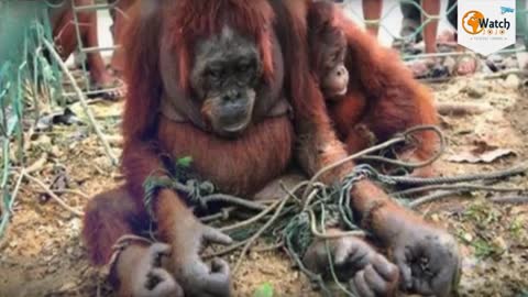 How People Welcome This Poor Orangutan Mother Will Bring Trears To Your Eyes