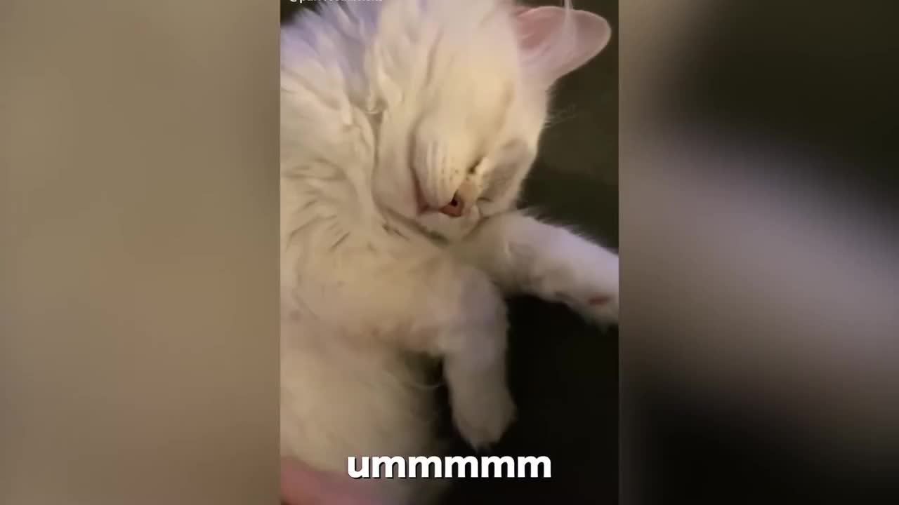 Cats talking !! these cats can speak english better than hooman