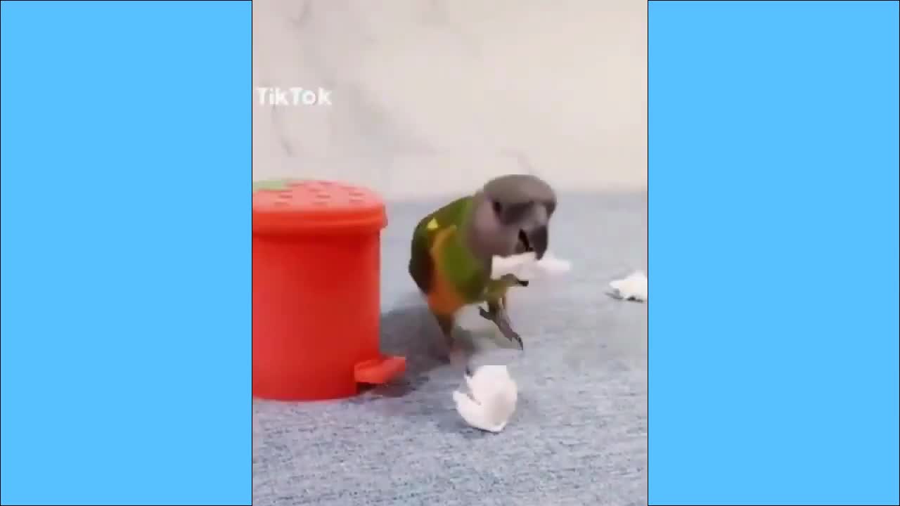 Parrots Talk Sing Laugh Video