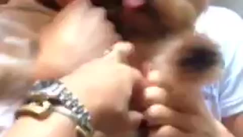 Dog runs in mid air