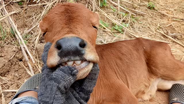 Sleepy Cow