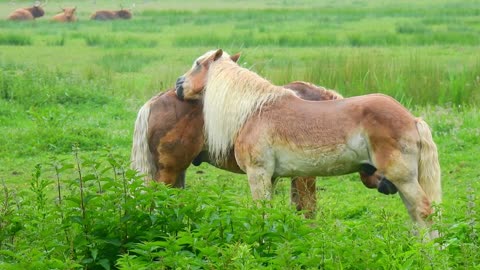 So beautiful animal #horse & beautiful scene