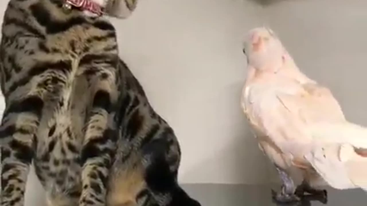 TRY NOT TO LAUGH 😆 Best Funny Videos Compilation 😂😁😆