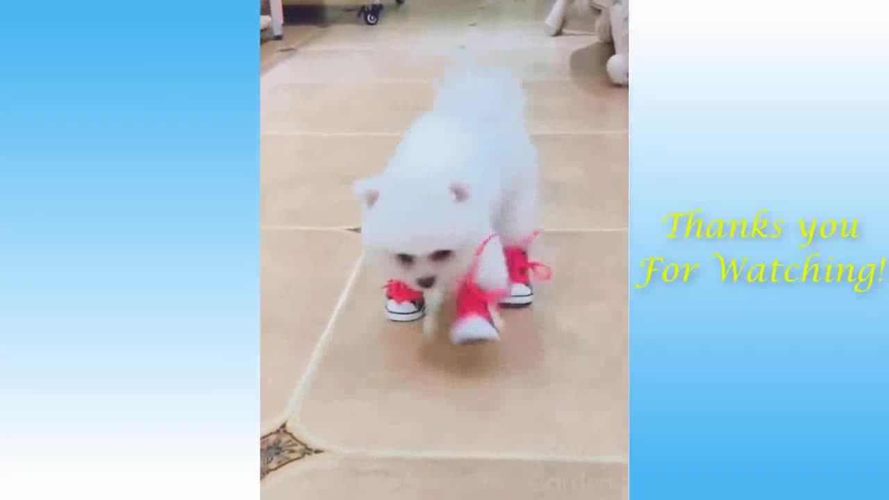 Puppy is so excited to get new shoes