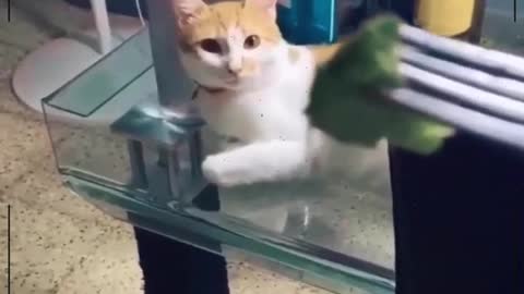 funny cats