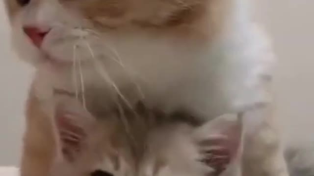 July 18, 2022 #cats #love #cutefunnyfight