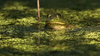 Bullfrog In The Swamp