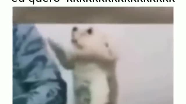 Eu quero eu quero