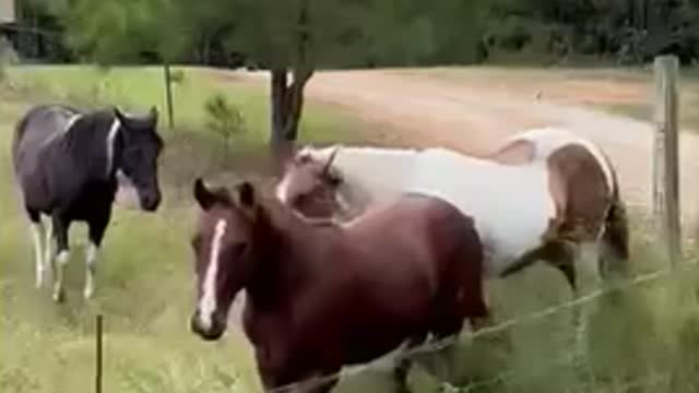 Colt kicks mare running down fence row