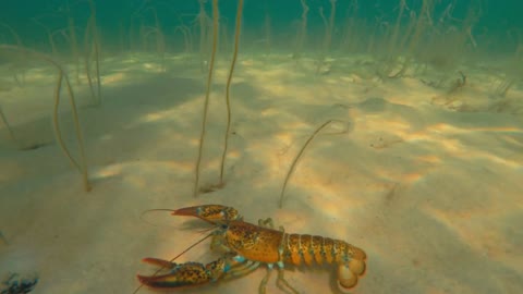 A cool large lobster moves along the ocean floor beach