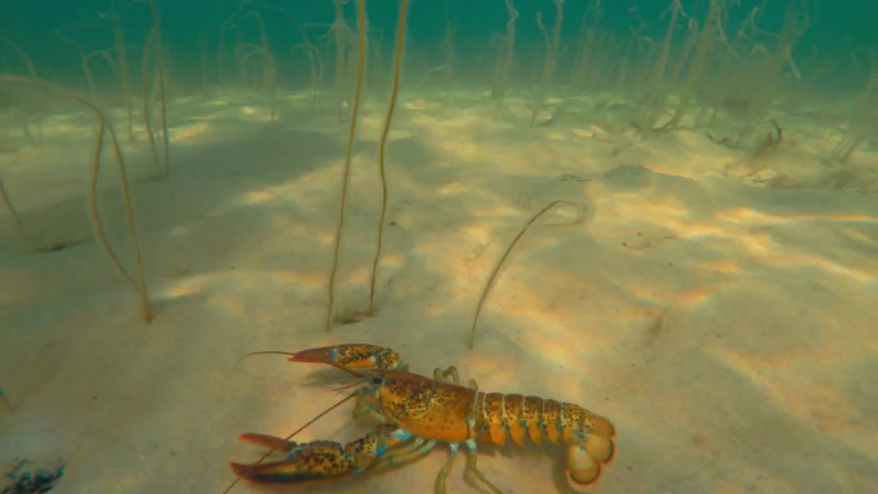 A cool large lobster moves along the ocean floor beach