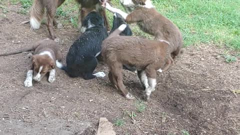 HUCK plays with his pups