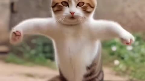 Funny cat