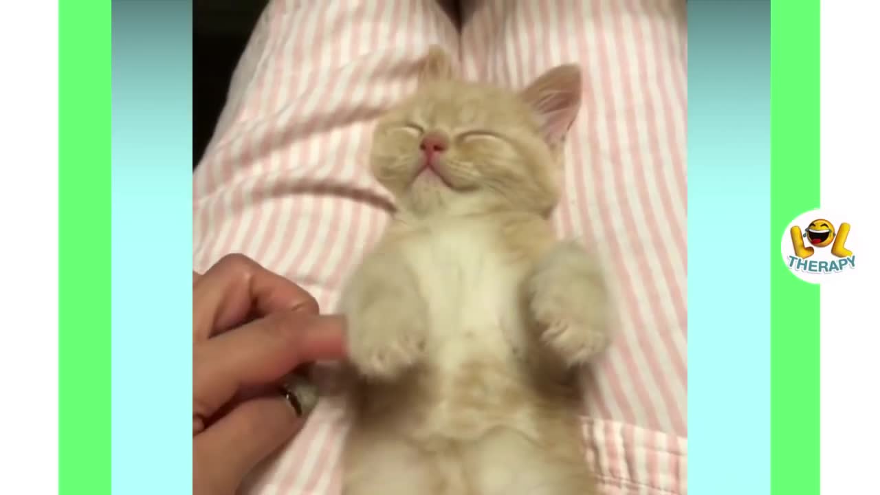 Super Cute kittens meowing compilation