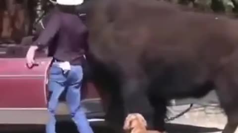 Funny cat dog animals videos (9)_