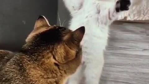 Kitten attacking a cat