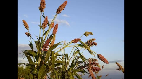 Momento Malum Today Episode 132 Sorghum Genetics