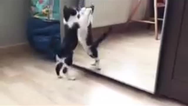 CAT FUNNY VIDEO