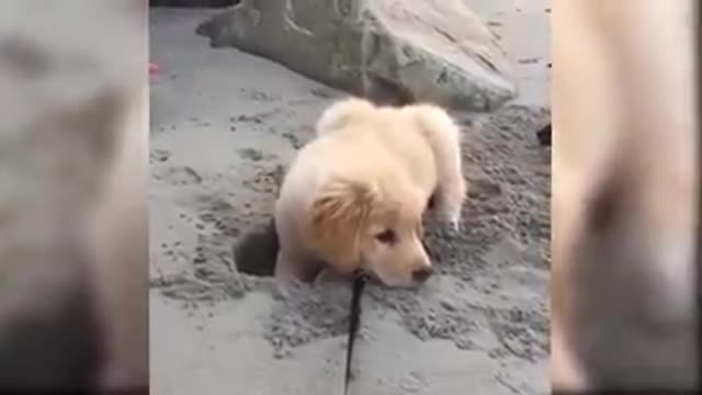 Cutest dogs and puppies in the world video 20