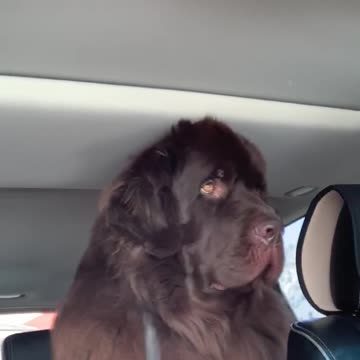 Watch this huge pup cruise with his best friend